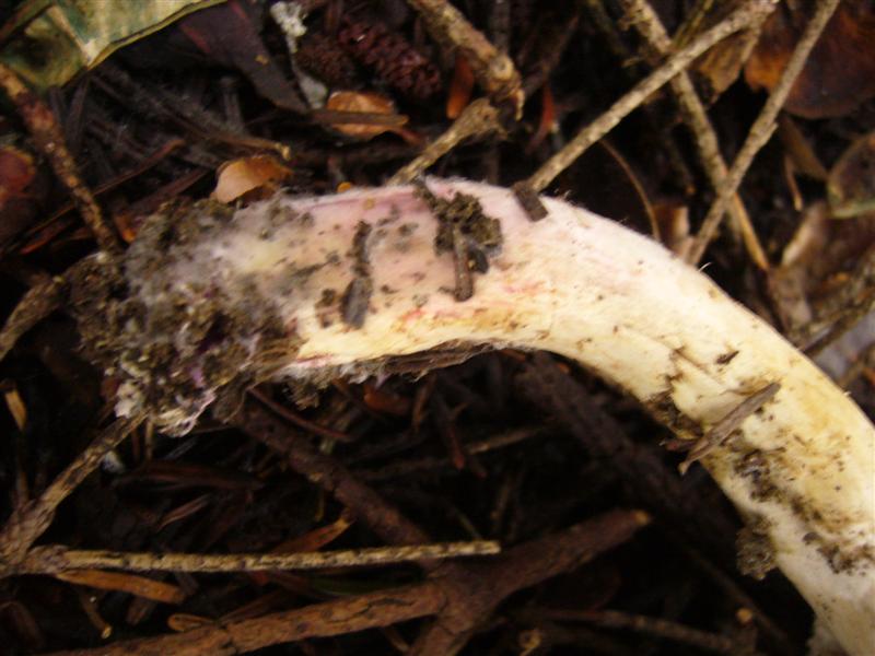 Dubbio Tricholoma